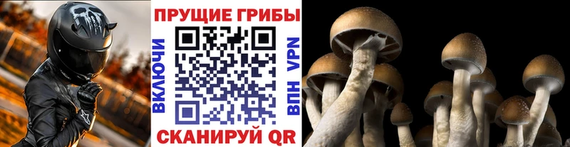 Галлюциногенные грибы MAGIC MUSHROOMS  Купить  Окуловка 